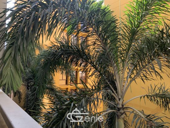 For rent at Baan Siri Ruedee 2 Bedroom 2 Bathroom 48,000THB/month Fully furnished