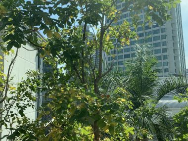 HOT++ For sale/rent at Life Sukhumvit 67 Sale 9,500,000 THB 2 Bedroom 2 Bathroom 36,000THB/month Fully furnished