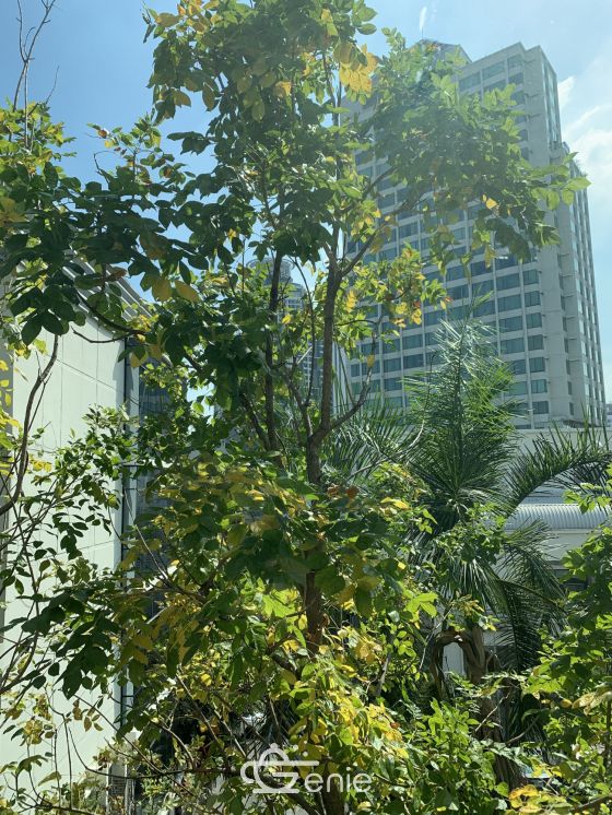 HOT++ For sale/rent at Life Sukhumvit 67 Sale 9,500,000 THB 2 Bedroom 2 Bathroom 36,000THB/month Fully furnished