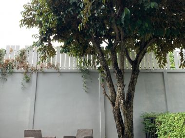 ทาวน์เฮ้าส์หลังมุมไตล์โมเดิร์นพร้อมสวนหลังบ้านส่วนตัว โครงการ Eco Space Bangna