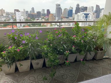 For sale! !! at Oriental Towers 3 Bedroom 3 Bathroom 38,000,000THB Transfer50/50 Fully furnished