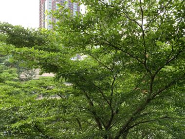 Hot Deal For rant at Life Sukhumvit 48 1 Bedroom 1 Bathroom 15,000THB/month Fully furnished