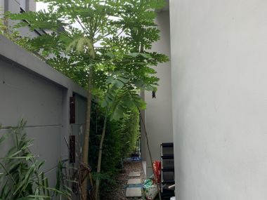 For sale!! Single house The Gentri Sukhumvit 4 bedrooms 4 bathrooms price only 45,000,000 baht transfer 50/50 model house fully furnished
