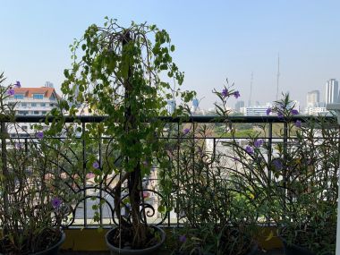 ปล่อยเช่า ! Supreme garden 200,000 บาท/เดือน Duplex 3 ห้องนอน 3 ห้องน้ำ ขนาด 495.82 ตร.ม.  รหัส  2995